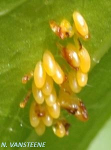 Coccinelle oeufs